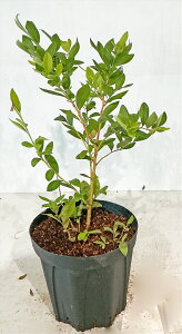 ブルーベリー フロリダスター サザンハイブッシュ 7号鉢 高さ約0.6m(鉢底から) サンプル画像 同等品の発送 果樹 花 実 紅葉 【送料無料】沖縄は送料が必要  10月撮影 10月4日に5号鉢から7