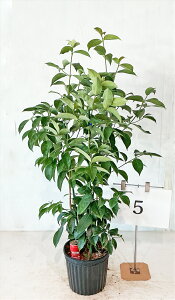 ΃}{EV  i񂹐Aj 1.2m`1.3miꂩjԉtyiz摜̏i肵܂@yz AkCA͑Kvł@Ă̔ԁA