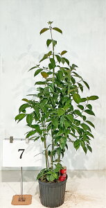 ΃}{EV  i񂹐Aj 1.2m`1.3miꂩjԉtyiz摜̏i肵܂@yz AkCA͑Kvł@Ă̔ԁA