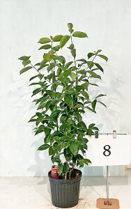 ΃}{EV  i񂹐Aj 1.2m`1.3miꂩjԉtyiz摜̏i肵܂@yz AkCA͑Kvł@Ă̔ԁA