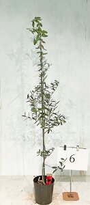 I[u@b`[m@1.5m`1.7miꂩj 7@yizBei̔@F̗t킢@@K[fjO@؁@@؁@A؁@||X@  