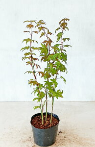 RnE`JGf i񂹐Aj@0.8mOiꂩj Tv摜 i̔ gt t yz͑Kv @~͗t܂B@1030Be@10OɐA