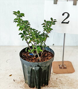 N\S iYj X2{AIX1{̊񂹐A@0.35m`5.1miꂩj@yiz@Bei̔@Ԃꂢ@tꂢ@؁@Ύ@Gؕ@A