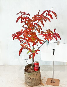 �X�Y�����m�L�@����0.7m�`1.2m�i���ꂩ��j 7�����i�n���|�b�g�j�@�y���i�����z �摜�̏��i�̔��� �������g�t ��� �A�� �y���������z ����͑������K�v 10�����̎B�e�i�g�t���̎B�e�j �g�t