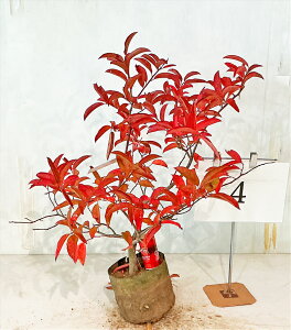 XYmL@0.7m`1.2miꂩj 7in|bgj@yiz 摜̏i̔ gt  A yz ͑Kv 10̎Beigt̎Bej gt