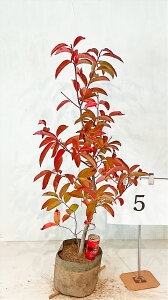 XYmL@0.7m`1.2miꂩj 7in|bgj@yiz 摜̏i̔ gt  A yz ͑Kv 10̎Beigt̎Bej gt