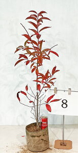 XYmL@0.7m`1.2miꂩj 7in|bgj@yiz 摜̏i̔ gt  A yz ͑Kv 10̎Beigt̎Bej gt