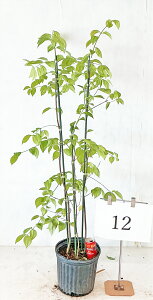 ツリバナ 株立  高さ約1.2m〜1.4m(鉢底からのサイズ) 【現品発送】 雑木、実がなる、紅葉【送料無料】沖縄、離島、北海道は送料が必要 個別の画像は10月2日の撮影