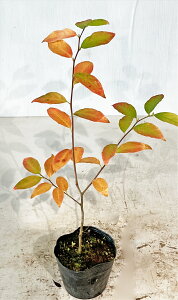 }REoV@ 0.3miꂩj@|bgc@Tv摜@i̔@@gt@tȂ@G؁@t@V{c[@Gؕ@A؁@؁@؁@A@c؁@K[