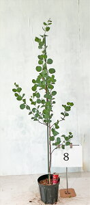 [J@||X@1.5m`1.6miꂩj 7 yizBei𔭑@  Ύ A   yzAkCA͑Kvł@1010Be