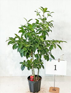 ΃}{EV@\ܖ@i񂹐Aj 1.1`1.2miꂩj c{~tyiz@Bei̔@yzAkCA͑Kv@ Ύ V{