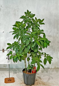 ΃}{EV@\ܖ@i񂹐Aj 0.9`1.2miꂩj c{~tyiz@Bei̔@yzAkCA͑Kv@ Ύ V{