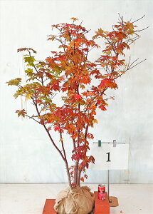 RnE`JGf@@1.1m`1.4m@i܂܂jgt yiz 摜̏i肵܂ByzAkCA͑KvłB@؁@V{c[@