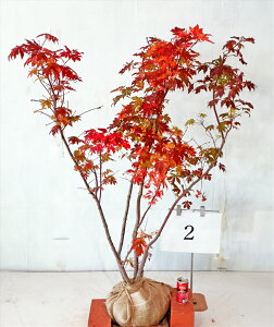 RnE`JGf@@1.1m`1.4m@i܂܂jgt yiz 摜̏i肵܂ByzAkCA͑KvłB@؁@V{c[@