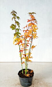 RnE`JGf i񂹐Aj@0.8mOiꂩj Tv摜 i̔ gt t yz͑Kv @~͗t܂B@1114Beigtj1030