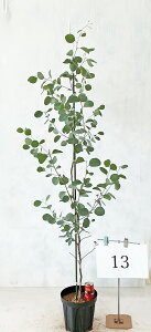 [J@||X@1.5m`1.6miꂩj 7 yizBei𔭑@  Ύ A   yzAkCA͑Kvł@1010Be