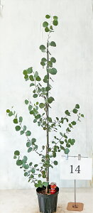 [J@||X@1.5m`1.6miꂩj 7 yizBei𔭑@  Ύ A   yzAkCA͑Kvł@1010Be