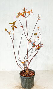 �u���[�x���[ �I�j�[�� �T�U���n�C�u�b�V�� ��c 8���� ������1.0m�i���ꂩ��j �T���v���摜 �����i�̔��� �ʎ� �� �� �g�t �y���������z����͑������K�v 12��12���B�e