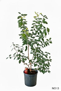 �t�F�C�W���A�@�A�|���@�ڂ��ؕc ����1.1m�`1.3m�i���ꂩ��j8�����@�y���i�����z�@�摜�̏��i�̔����@���R�����`�@����� ��Ύ� �V���{���c���[ �A�� ��� ���� �A�� �m�� �K�[�f�j���O ��