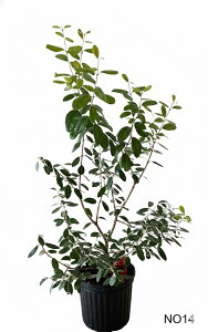 �t�F�C�W���A�@�A�|���@�ڂ��ؕc ����1.1m�`1.3m�i���ꂩ��j8�����@�y���i�����z�@�摜�̏��i�̔����@���R�����`�@����� ��Ύ� �V���{���c���[ �A�� ��� ���� �A�� �m�� �K�[�f�j���O ��