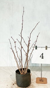 �}���o�m�L�@����0.8m�`1.0m (���ꂩ��j20�Z���`�n���|�b�g �y���i�����z �摜�̏��i�������肵�܂��B�y���������z����͑������K�v�ł��B �g�t ������ �G�ؕ� ���t�� �A�� ��؁@���i�̏�