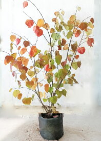 マルバノキ　樹高0.7m～1.0m (鉢底から）20センチ地中ポット 【現品発送】 画像の商品をお送りします。【送料無料】沖縄は送料が必要です。 紅葉 中高木 雑木風 落葉樹 植木 庭木　現品の商品は1月19日撮影