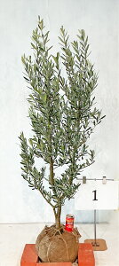 I[u VvV[m 1.3m`1.4m yiz 摜̏i肵܂B V{c[ Ύ@yzAAkC͑KvłB 126Be