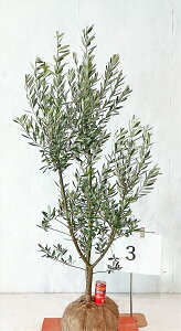 I[u VvV[m 1.3m`1.4m yiz 摜̏i肵܂B V{c[ Ύ@yzAAkC͑KvłB 126Be