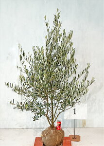 I[u ~bV 1.1m`1.4m yiz摜̏i肵܂B V{c[@Ύ@A K[fjO yz AAkC͑Kv