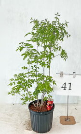 アオダモ　株立 【現品発送】 高さ1.0m～1.3m （鉢底から）8号鉢 ガーデニング 雑木 自然 4月19日撮影 【送料無料】沖縄、北海道、離島は送料が必要