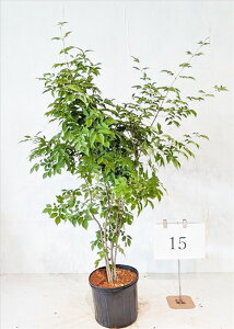 アオダモ 植木 株立」の人気商品一覧・価格比較 - 価格.com