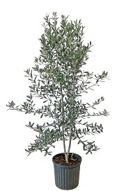 オリーブ シプレシーノ シンボルツリー 常緑樹 高さ約1.2m～1.6m （鉢底から）8号鉢【現品発送】 画像の商品をお送りします。 【送料無料】沖縄、離島、北海道は送料が必要です。 NO26～36は4月撮影。NO38～は5月10日撮影