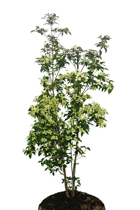 楽天市場】常緑ヤマボウシ 月光 株立（寄せ植え） 樹高約1.0m～1.5m 