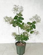 スモークツリー　ピンクパール　花木.シンボルツリー,紅葉　高さ約0.7m（鉢底から）　7号鉢　【サンプル…