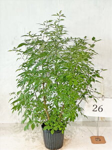 アオダモ 植木 株立」の人気商品一覧・価格比較 - 価格.com