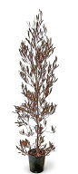 ドドナエア 　プルプレア　冬のチョコレート色の葉が美しい　　常緑樹　植木　庭木　樹木【サンプル画像…