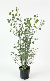 ユーカリ　ポポラス 株立 寄せ植え 7号鉢 樹高約1.2m（鉢底から） 【サンプル画像】同等品の発送 常緑樹　鉢植　庭木　樹木　【送料無料】沖縄は送料が必要です