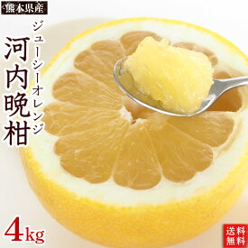 熊本県産・河内晩柑（ジューシーオレンジ）4kg（サイズ混合）8〜12玉・A品【送料無料】