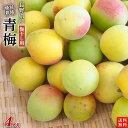 長野県産　特別栽培　青梅4kg【梅干し用・梅ジャム用】M～2Lサイズ混合【送料無料・クール冷蔵便発送・代金引換OK】