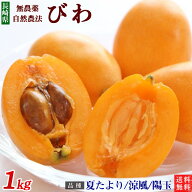 長崎県産　農薬・化学肥料不使用　びわ（夏たより・涼風・陽玉のいずれか）1kg【秀品】自然農法【送料無…
