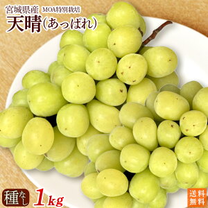 {錧YԂǂEVςyȂz1kgi3[jMOAʍ͔|E㓡Ԃǂ_yEN[①ցzN[֑݁@ǉȂ@ʍ͔|E_i50jElIjRt