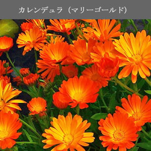 楽天市場 カレンデュラ油 カレンデュラオイル 50ml 赤ちゃん肌 デリケート肌におススメ Pranarom プラナロム キャリアオイル 植物油 ベースオイル マッサージオイル トリートメントオイル アロマオイル 自然のくらし
