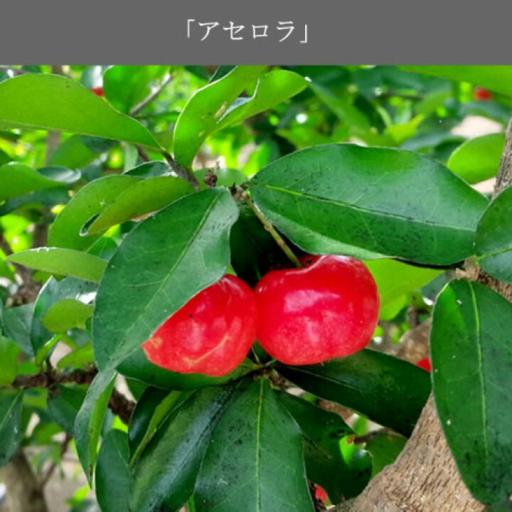 【アセロラ濃縮エキス 200ml】→天然ビタミンCの補給に。健康と美容の維持に。♪【ドイツ/シェーネンベルガー/レホルム】(ハーブ濃縮エキス /植物エキス/圧搾法/100%天然/100%無添加/自然農法/植物本来/有効成分) 自然のくらし ドイツシェーネンベルガー社製アセロラ濃縮エキス200m 賞味期限2023年9月l300気圧の特殊圧搾方法で甘味料・添加物・保存料など一切含まない100%のアセロラエキス♪暑い季節の天然型ビタミンC・アントシアニン・ポリフェノール類・フラボノイド・ミネラル補給に♪