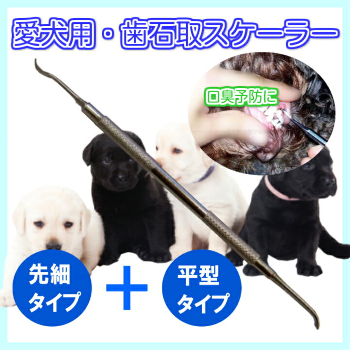 楽天市場 送料無料 犬用 歯の汚れ取りスケーラー スケラー 先細 平型 両端１本タイプ 口臭予防に イヌ用 ナチュラルミント