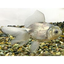 楽天市場】金魚 青 文（熱帯魚・アクアリウム｜ペット・ペットグッズ 