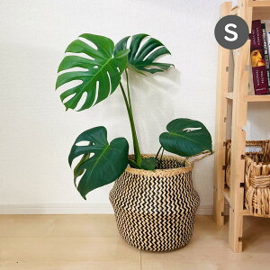 _C[OXӍՊP10{UP^  oXPbg STCY oXPbg V[OXoXPbg [oXPbg   VRf nhCh sNjbN oXPbg e 