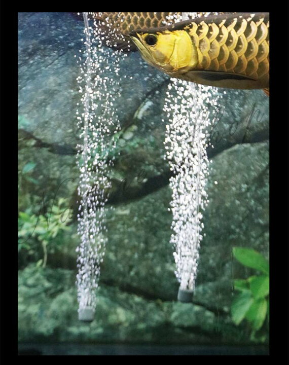楽天市場 エアレーション 水槽用 セット エアストーン 電動 空気 稚魚 酸素 アクアリウム 隔離 メダカ 安心 安全 飼育 保護 可愛い ペット ブクブク 曝気 淡水 観察 繁殖 養殖 Usb搭載 ケージ 水草 プレゼント Natureandtree楽天市場店
