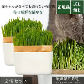 猫草栽培キット にゃんベジ セットN 有田焼 鉢付き ×2個セット │ リフィル2パック付属 猫用 毛玉ケア 消化促進 室内栽培 土不使用 簡単栽培 インテリア向け 倒れにくい おしゃれな猫草キット