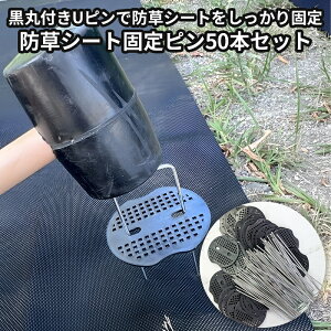 hV[g Œs 50{Zbg ڂV[g Œs us usY us Y lH s V[g Œs  |