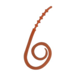 �\���g�E�H�[�^�[�{�[�C�Y(SALT WATER BOYS) �}�W�J�����[�� �X�����J�[���[ M �_�[�N�I�����WG����